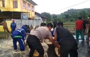 Personel Polres Bima Kota Bersama BPBD dan Damkar Evakuasi Pohon Tumbang