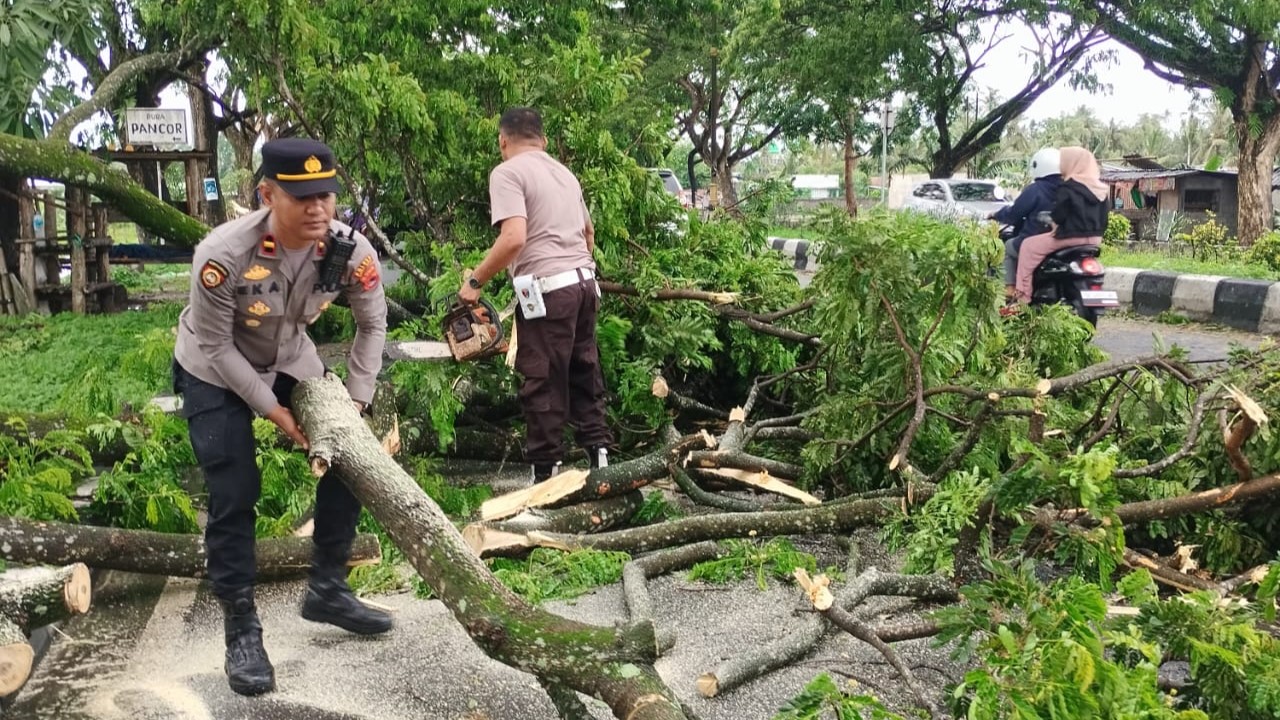 Pohon Tumbang di Kuripan, Lalu Lintas Kembali Lancar!