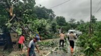 Pohon Tumbang Blokade Jalan Raya Sekotong, Polisi Gerak Cepat!