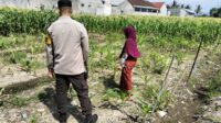 Sinergi Polri dan Petani, Lahan Kosong Jadi Lumbung Pangan di Labuapi