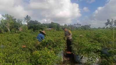 Bhabinkamtibmas Dampingi Panen Cabai di Kuripan Utara, Dukung Ketahanan Pangan Nasional
