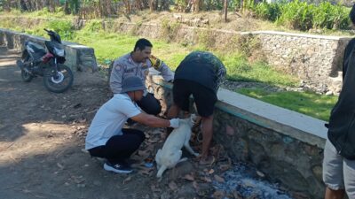 Bhabinkamtibmas Polres Bima Kota Dampingi Tim Vaksinasi Anjing Rabies di Kelurahan Kendo