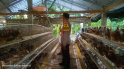 Bhabinkamtibmas Desa Jagaraga Dorong Warga Kuripan Utara Manfaatkan Pekarangan untuk Ketahanan Pangan