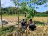 Bhabinkamtibmas Eyat Mayang Dukung Petani Jagung, Perkuat Ketahanan Pangan di Lembar