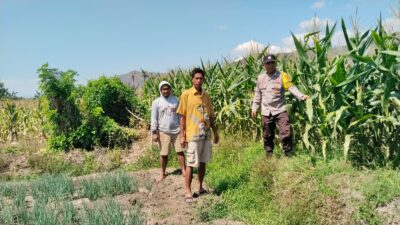 Bhanbinkamtibmas Desa Mumbu pantau tanaman jagung milik warga binaan dalam rangka dukungan terhadap program ketahanan pangan nasional menuju indonesia emas 2045