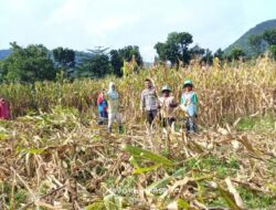 Bhabinkamtibmas Desa Adu Polsek Hu’u Laksanakan Sambang dan Bantu Panen Jagung Guna Dukung Program Ketahanan Pangan Nasional