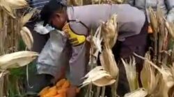 Silaturahmi Bhabinkamtibmas di Karang Anyar: Dorong Petani Jual Jagung ke Bulog