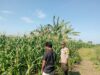Polsek Pekat Dukung Ketahanan Pangan, Bhabinkamtibmas Dampingi Petani Jagung di Nangakara