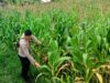 Bhabinkamtibmas Kuripan Selatan Ajak Petani Jagung Jual Hasil Panen ke Bulog