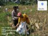 Bhabinkamtibmas Desa Gumantar Dampingi Panen Jagung Lanjutan Kuartal III Sebagai Wujud Dukungan Program Ketahanan Pangan