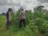 Polsek Labuapi Dampingi Petani Jagung di Dusun Kuranji Bangsal Lombok Barat