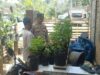 Polri Ajak Warga Desa Taman Baru Manfaatkan Pekarangan untuk Ketahanan Pangan