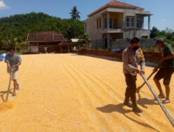 Polsek Kuripan Kawal Kualitas Jagung Petani untuk Penyerapan oleh Bulog NTB