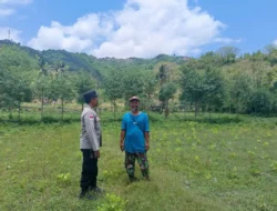 Bhabinkamtibmas Sekotong Barat Dorong Warga Tanam Jagung di Musim Hujan
