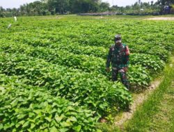 Babinsa Sigerongan Dampingi Pengecekan Lahan Kompi Produksi Kodim 1606