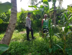 Bhabinkamtibmas Jagaraga Gerakkan Petani Lombok Barat Tanam Jagung