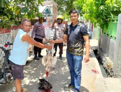Tanpa Kompromi, Polsek Bolo Grebek Arena Judi Sabung Ayam dan dua Ekor Ayam Aduan di Potong