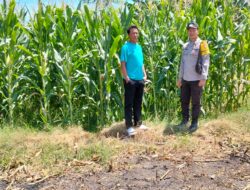 Tak Hanya Mengamankan, Bhabinkamtibmas Desa lasi Polsek Kilo Polres Dompu Turun ke Sawah Temani Petani.
