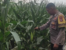 Bhabinkamtibmas Dampingi Petani Jagung di Lombok Barat, Hasilnya Mengejutkan