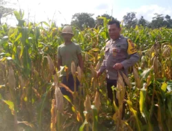 Bhabinkamtibmas Kuripan Dorong Petani Jagaraga Wujudkan Ketahanan Pangan
