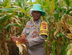 Polri Kawal Panen Jagung Desa Beleka, Pastikan Hasil Terserap Bulog