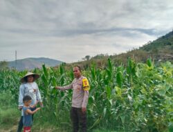 BHABINKAMTIBMAS DESA MUMBU AKTIF SAMBANG DAN BANTU WARGA DI LAHAN PERTANIAN