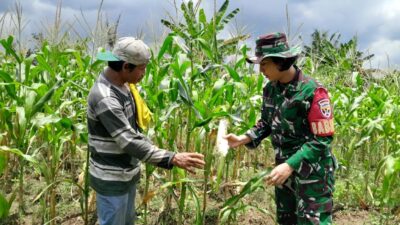 Kolaborasi TNI dan Petani Wujudkan Sawah Jagung Produktif