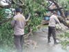 Polres Bima Kota Respon Cepat Bersihkan Pohon Tumbang di Seputar Gudang Bulog Jatiwangi dan Kelurahan Sarae