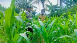 Dukung Swasembada Pangan, Bhabinkamtibmas Bajur Edukasi Warga