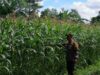Bhabinkamtibmas Pantau Lahan Jagung Hibrida di Labuapi