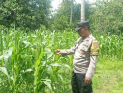 Polsek Sekotong Dukung Ketahanan Pangan di Taman Baru