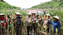 Polres Sumbawa Barat Laksanakan Panen Raya Jagung Serentak Kuartal I Tahun 2026