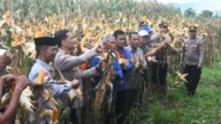 Panen Raya Jagung Serentak Kuartal I 2026 Digelar di Woja, Wujud Sinergi Dukung Ketahanan Pangan Nasional