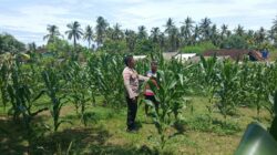 Polsek Sekotong Kawal Ketahanan Pangan di Desa Sekotong Barat