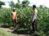 Bhabinkamtibmas Polsek Kilo Pantau Lahan Jagung Warga Dukung Ketahanan Pangan Menuju Indonesia Emas 2045