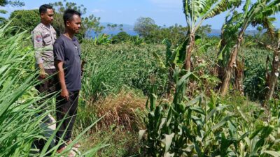 Polsek Pekat Laksanakan Pemantauan Lahan Jagung Warga Binaan di Desa Calabai