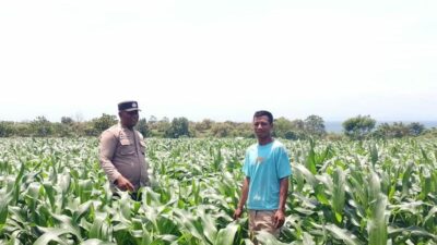 BHABINKAMTIBMAS DESA SORITATANGA PANTAU LAHAN JAGUNG WARGA DUKUNG KETAHANAN PANGAN NASIONAL