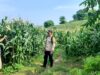 Polres Lombok Tengah Tinjau Petani Jagung di Desa Mertak, Dukung Ketahanan Pangan Nasional