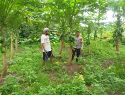 Edukasi Pemanfaatan Lahan Kosong oleh Bhabinkamtibmas Jagaraga