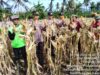 Kapolsek Suralaga Hadiri Panen Raya Jagung di Kerongkong, Dukung Ketahanan Pangan Nasional