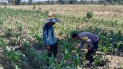 Polres Lombok Barat Kawal Swasembada Pangan di Labuapi