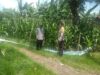 Bhabinkamtibmas Polsek Hu’u Pantau Lahan Jagung Warga Binaan di Desa Rasabou, Dukung Ketahanan Pangan Nasional