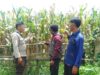 Bhabinkamtibmas Polsek Kilo Pantau Lahan Jagung Warga di Desa Taropo Dukung Program Ketahanan Pangan Nasional