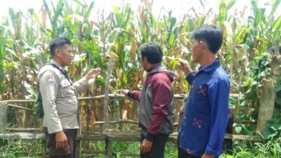 Bhabinkamtibmas Polsek Kilo Pantau Lahan Jagung Warga di Desa Taropo Dukung Program Ketahanan Pangan Nasional