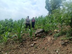 Wujudkan Ketahanan Pangan Nasional, Bhabinkamtibmas Desa Tarusa Sambangi dan Beri Motivasi Petani Jagung