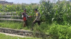Bhabinkamtibmas Desa Songgajah Pantau Lahan Jagung Warga, Dukung Program Ketahanan Pangan Nasional Menuju Indonesia Emas 2045