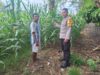Wujudkan Ketahanan Pangan, Bhabinkamtibmas Desa Luk Beri Motivasi dan Edukasi Petani Jagung