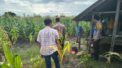 Kapolsek Jerowaru Bersama Bhabinkamtibmas Monitoring Progres Tanaman Jagung di Desa Sekaroh