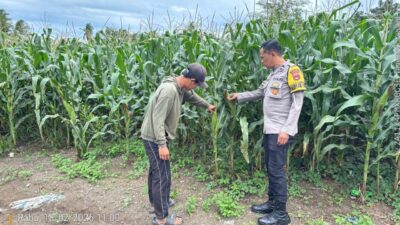 Dukung Asta Cita Ketahanan Pangan, Bhabinkamtibmas Desa Rhee Loka Sambangi Petani Jagung Hibrida