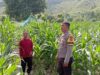 Sinergi Polisi dan Petani di Desa Soro, Lahan 2 Hektare Siap Panen 20 Ton Jagung